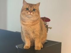 -东方名猫馆·英短金渐层布偶猫舍(环线广场1号楼店)