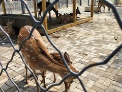 -长白岛森林公园