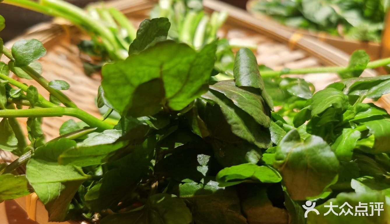 春天，这些野菜你认识么？