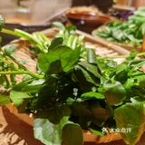 春天，这些野菜你认识么？
