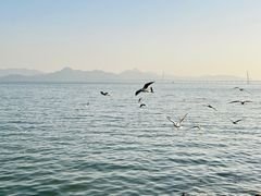 -深圳湾公园(南山区)