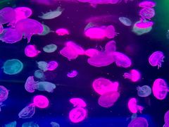 -海合安成都极地海洋公园