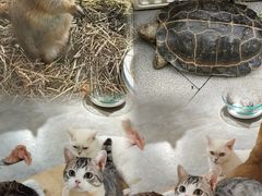 -more than meow吴止猫主题餐厅(承德 中船汇店)