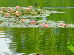 -白鹭湾湿地公园