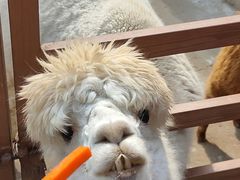 -栾川竹海野生动物园