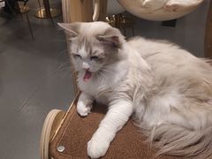 -飞行喵MR PILOT|猫舍·猫咖(静安大融城店)