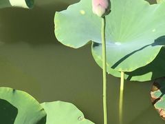 -天津东丽湖风景区