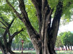 -广州中山纪念堂
