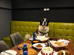 -百好乐宠物友好餐厅(朝外大街店)