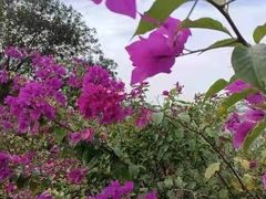 -福建鲤鱼洲酒店