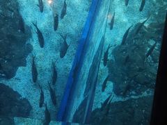 -暹罗海洋世界