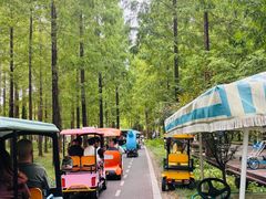 -黄海国家森林公园