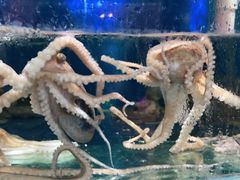 -蓝珊甄选海鲜自助·火锅大排档(近阿那亚店)