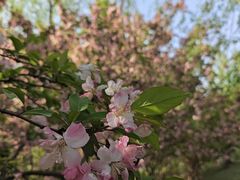 -石家庄市植物园