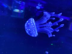 -芜湖新华联大白鲸海洋公园