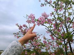 -天适樱花悠乐园