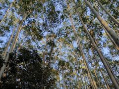 -黄埔油麻山森林公园