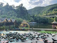 -西双版纳原始森林公园