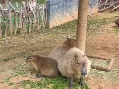 -云南野生动物园