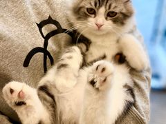 -飞行喵MR PILOT|猫舍·猫咖(静安大融城店)