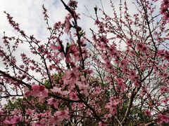 -桃花岛景观公园