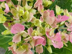 -鹅湖玫瑰文化园