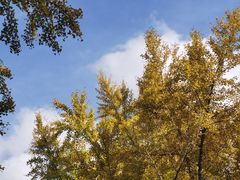 -三里屯东五街银杏大道