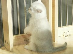 -PETKIT 小佩宠物·德文赛凯猫舍
