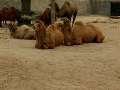 -石家庄市动物园