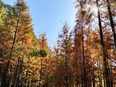 -番禺大夫山森林公园