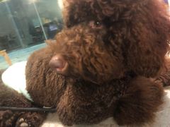 -more than meow吴止猫主题餐厅(承德 中船汇店)