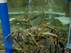 -欢乐海岸美食联盟