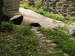 -都江堰中华大熊猫苑
