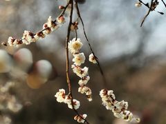 -香雪海