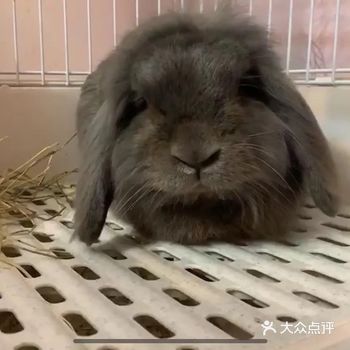 没事在家只能晒晒家里的兔兔