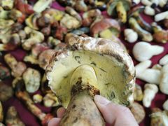 -野菌皇海景野生菌火锅(滨海大道店)