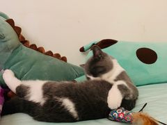 -炑羊香烤全羊(西三旗店)