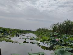 -洪湖生态旅游区