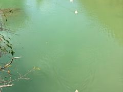 -靖西鹅泉风景区