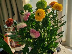 -循礼门鲜花花市(武汉循礼门店)