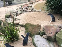 -费瑟代尔野生动物园