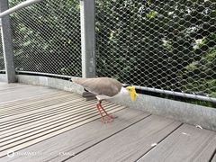 -新加坡飞禽公园