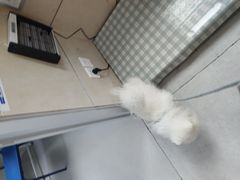 -谐和益家动物医院·免疫绝育·血液透析·宠保定点医院(高新伊藤分院)