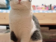 -喵五郎の猫咪酒店·专业洗护·寄养