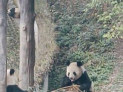 -中国大熊猫保护研究中心雅安碧峰峡基地