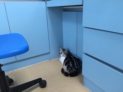 -瑞派·关忠动物医院·猫专科·犬专科(三环新城店)