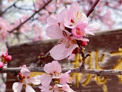 -桃花堤公园