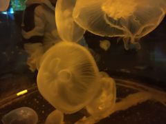 -石家庄海洋公园