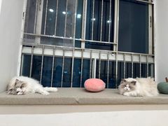 -有喵·猫咖·狗咖·30几只猫10只小狗(岗厦店)