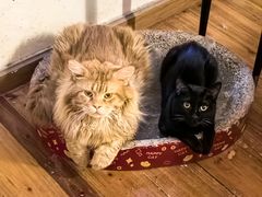 -宠颐生宠物医院·异宠猫科内科·诊疗中心宠巢店